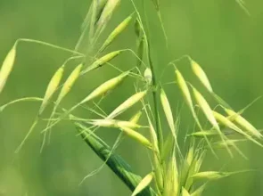 Oats power and Their Infusions for Strengthening Health