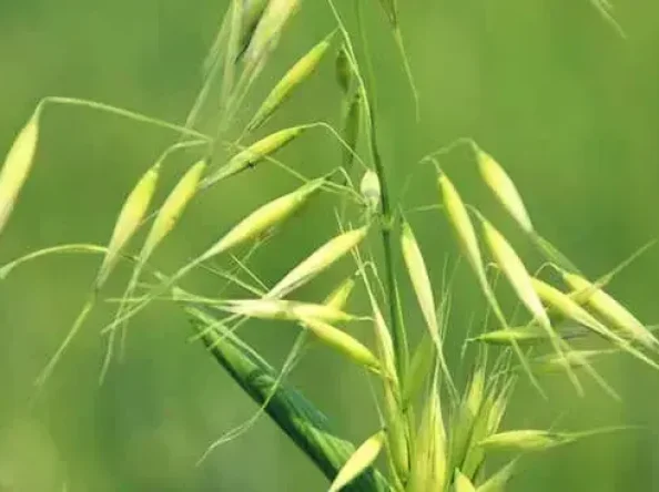Oats power and Their Infusions for Strengthening Health