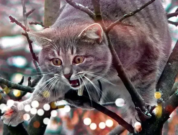 Cat Stuck