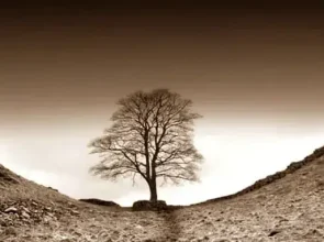 Why Do We Die, Close Connection with the nervous system