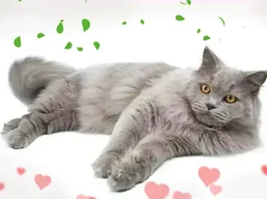Cats, What’s Forbidden, Their Hearing, and Allergies